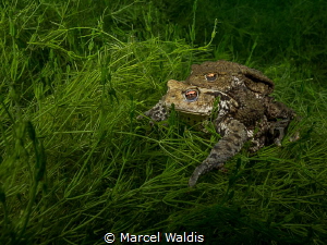 Quak 
Erdkröte (Bufo bufo) 
Shot in a lake in Switzerla... by Marcel Waldis 